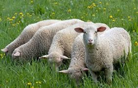 Интересные факты про изделия из овчины